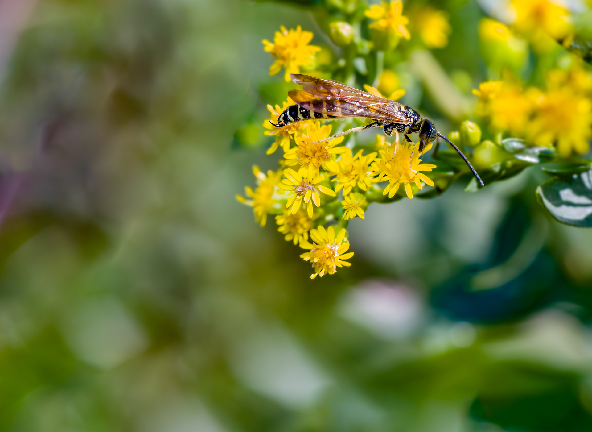 Five-banded Typhid Wasp (Myzinum quinquecinctum)