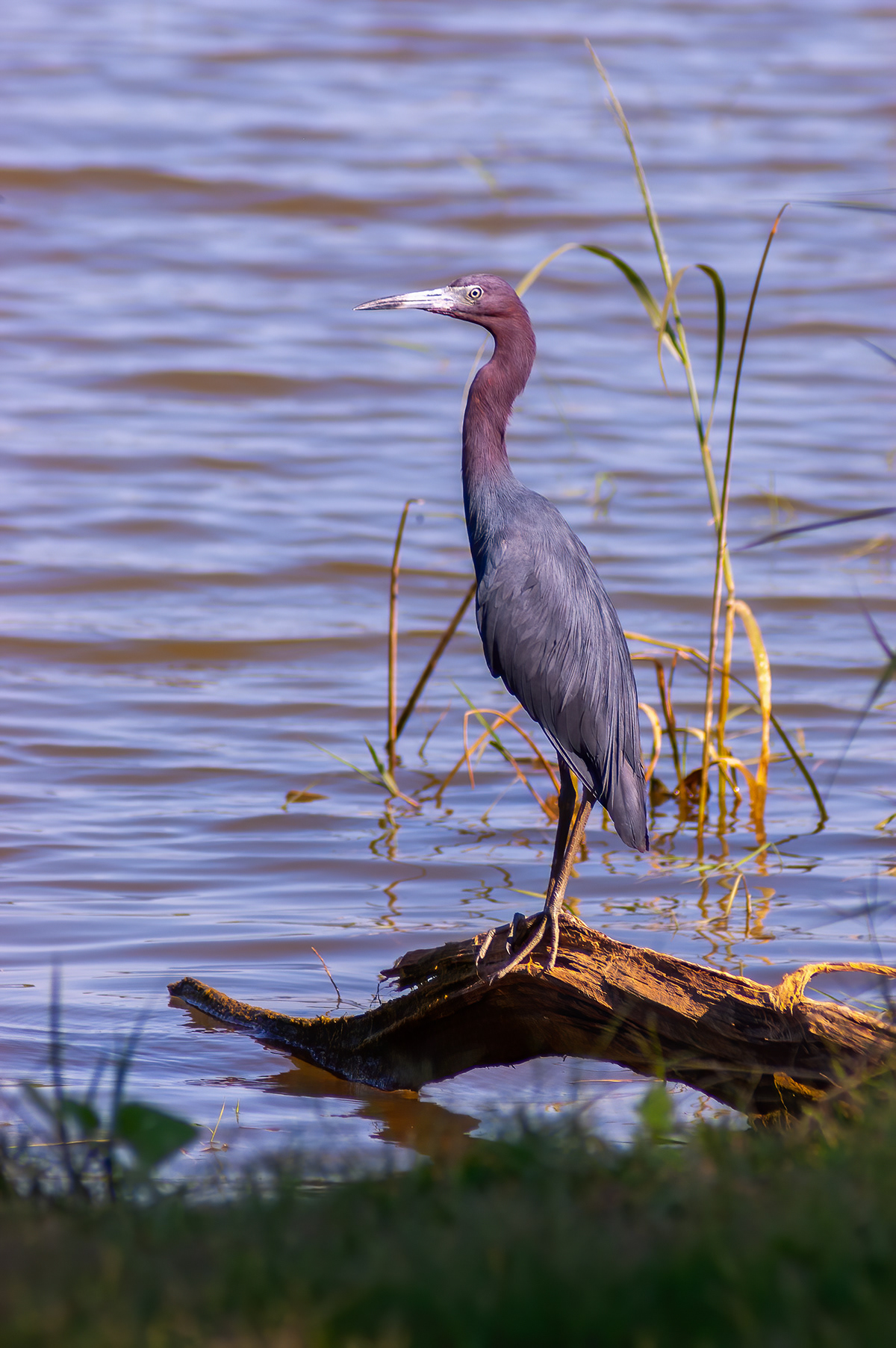 Wildeyes Images - Oklahoma Birds - Wading Birds