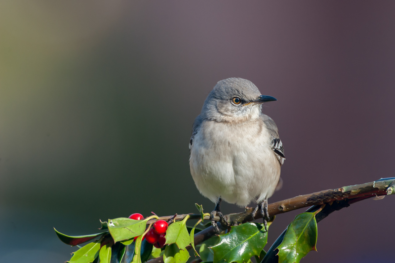 Northern Mockingbird