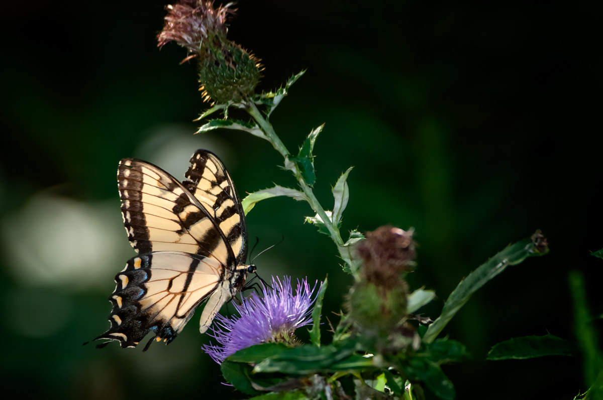 Wildeyes Images Butterflies of Oklahoma