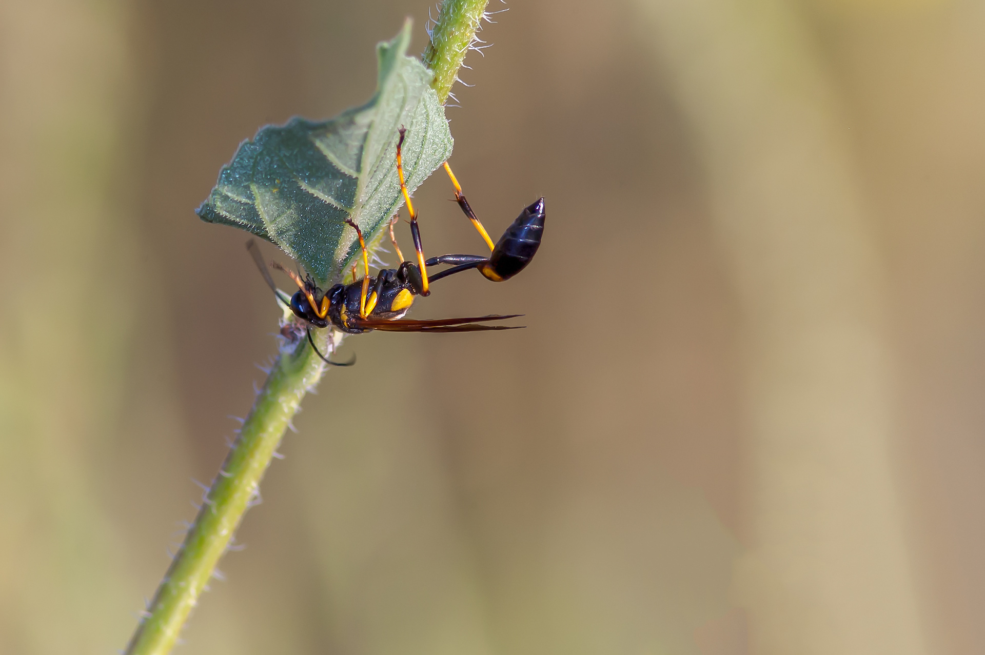Black & Yellow Mud Dauber (Sceliphron caementarium)