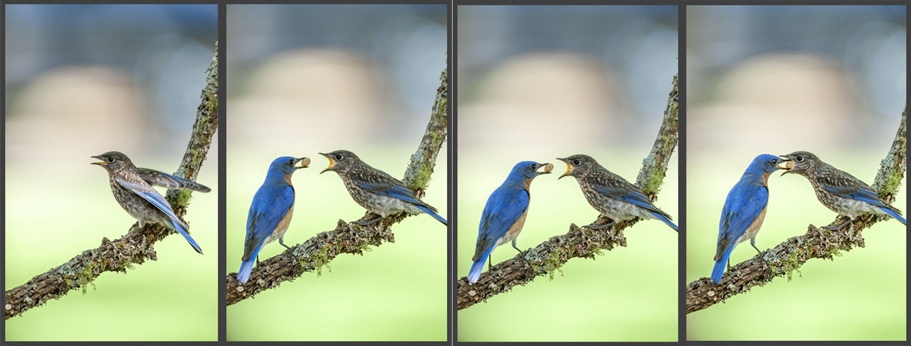 Sequence of a bluebird feeding a fledgeling