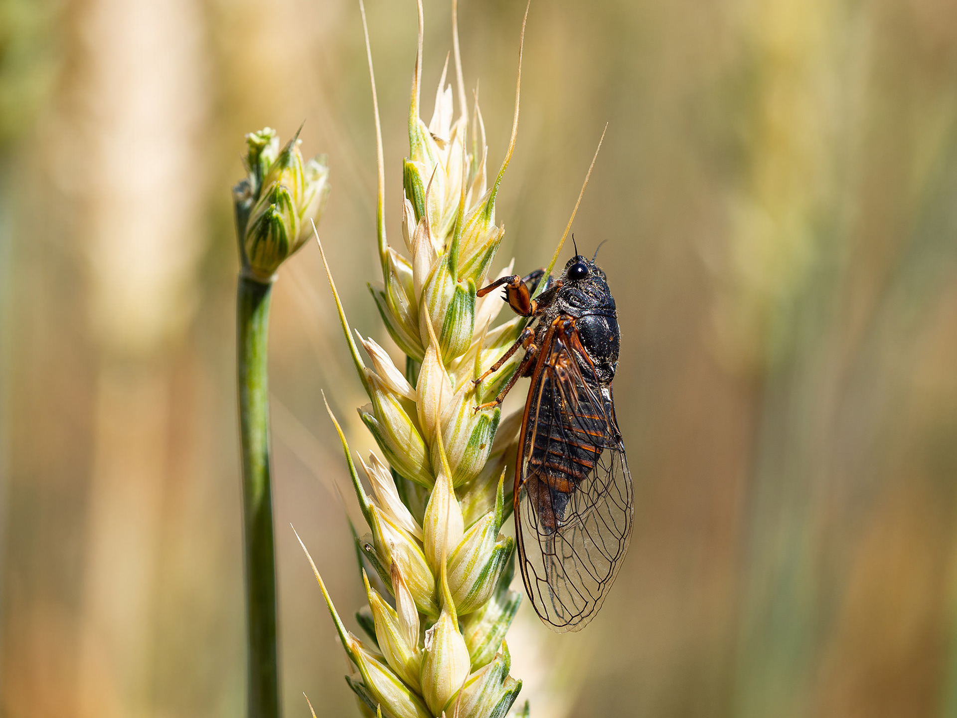 New forest cicada (Cicadetta montana)