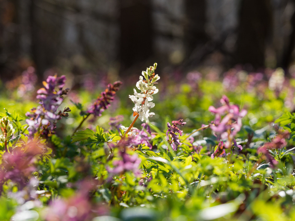 Spring forest in Litovelske pomoravi with blooming Corydalis cava flowers