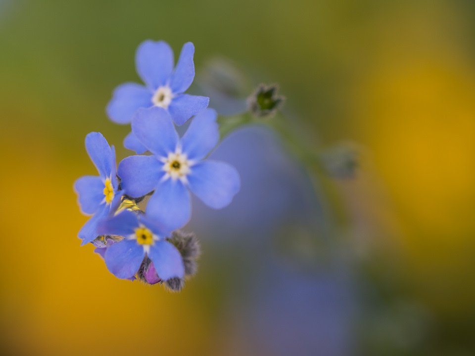 Forget-me-not flower (Myosotis)