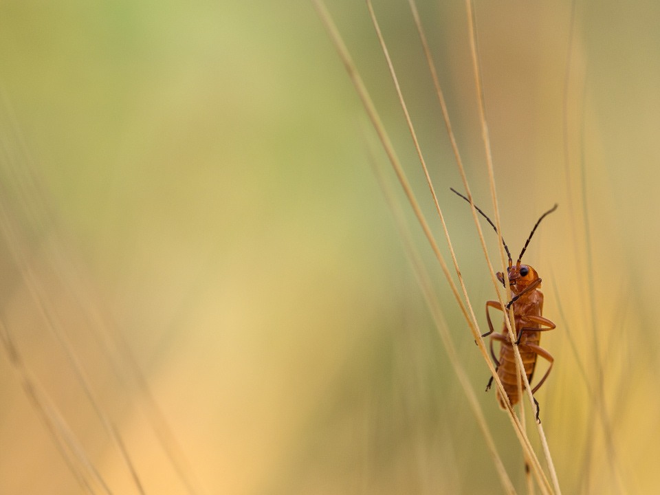 Common red soldier (Rhagonycha fulva)