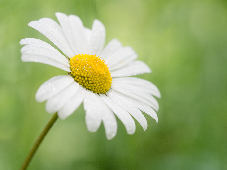 Daisy