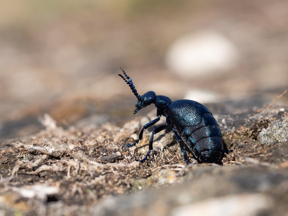 Black Oil-beetle (Meloe proscarabeus)