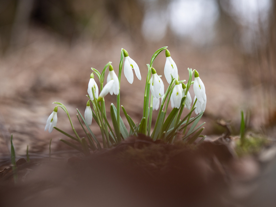 Snowdrops (Galanthus nivalis)