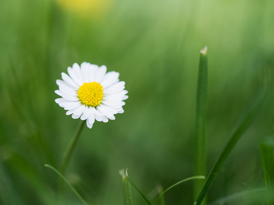 Lawn daisy (Bellis perennis)