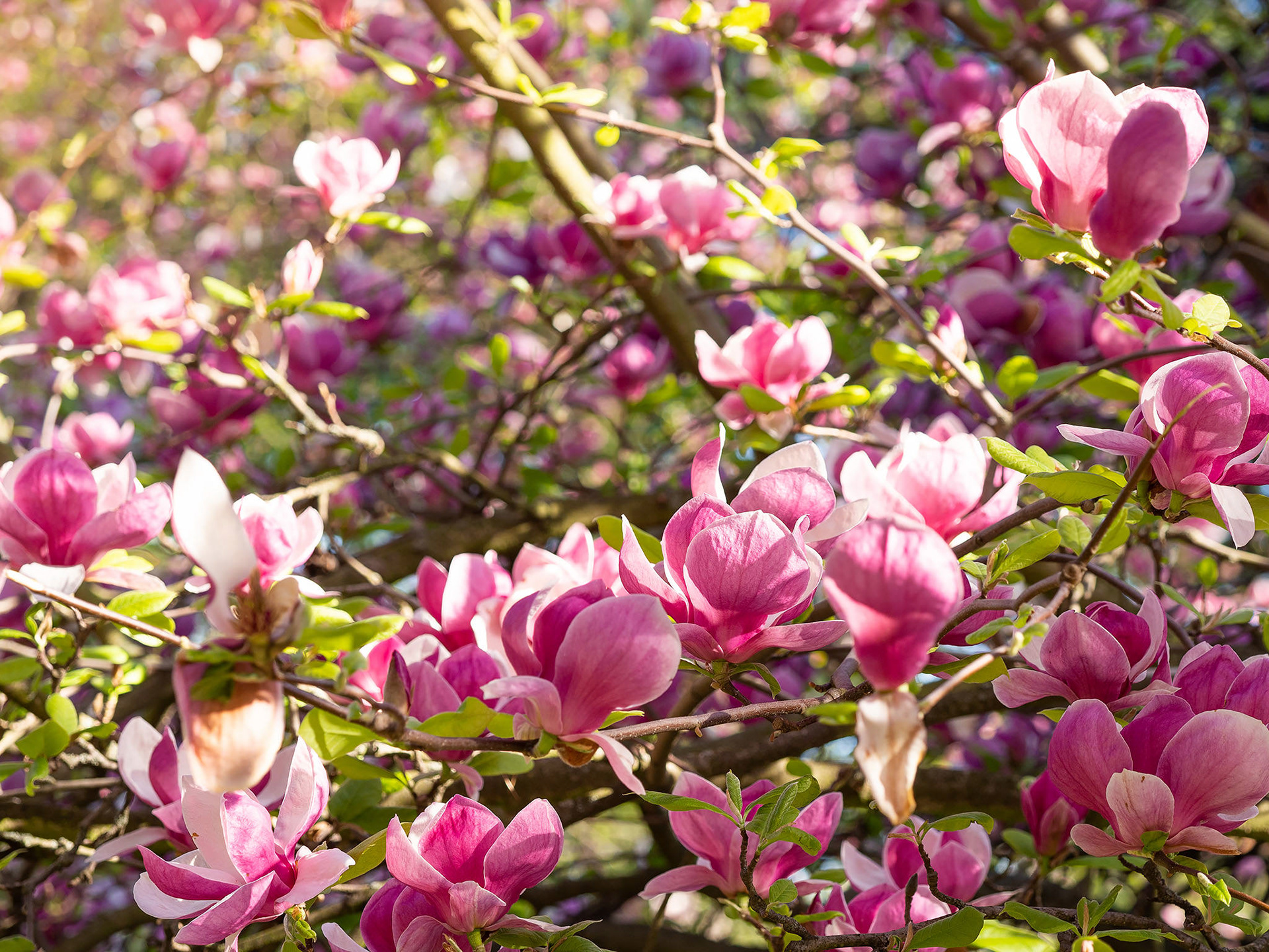 Magnolia