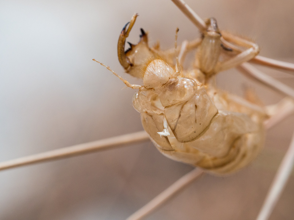 Molted cicada exoskeleton