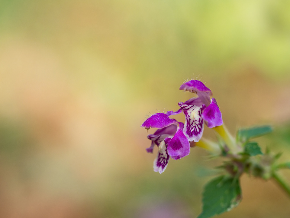 Lamium maculatum