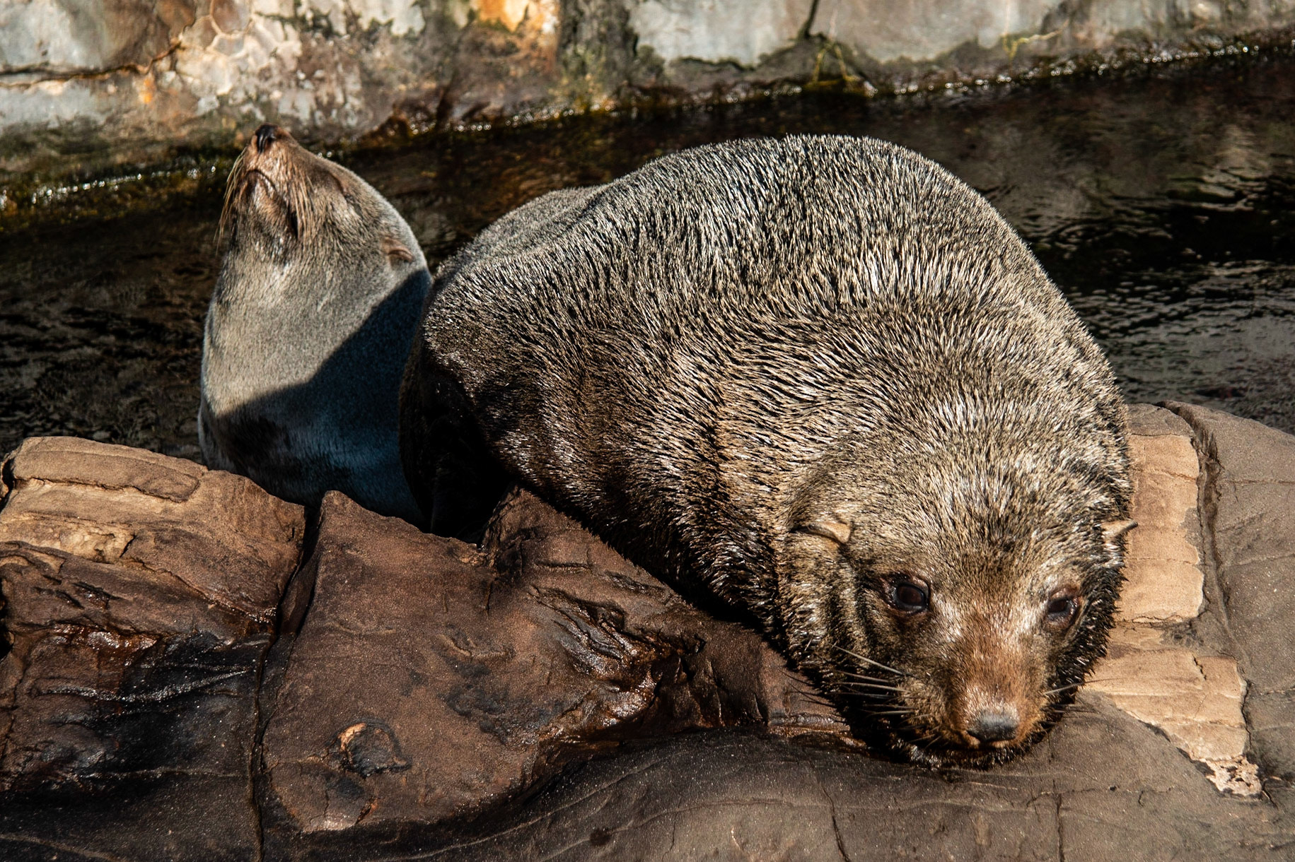 Seals at Living Coasts, Torquay