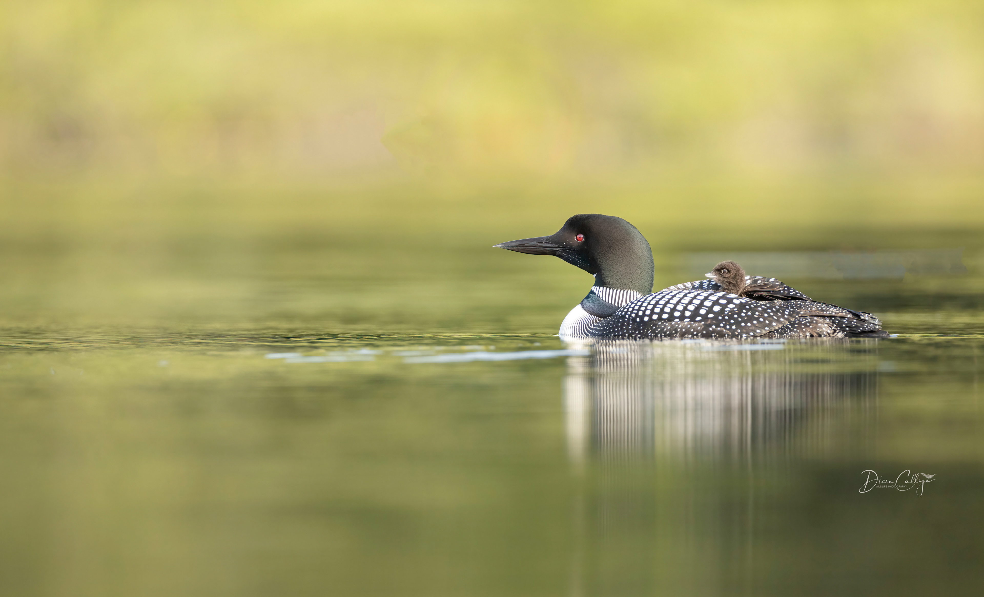 Common loon and chick
