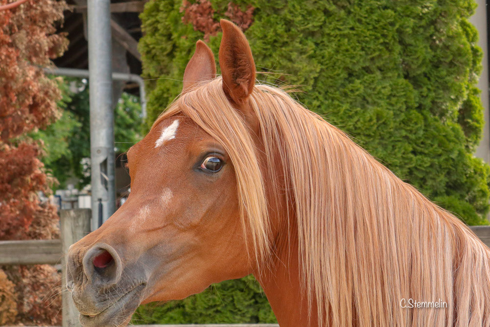 Sire: Kanz Al Nasser / Dam: Shah Malaka. Born 06/2015