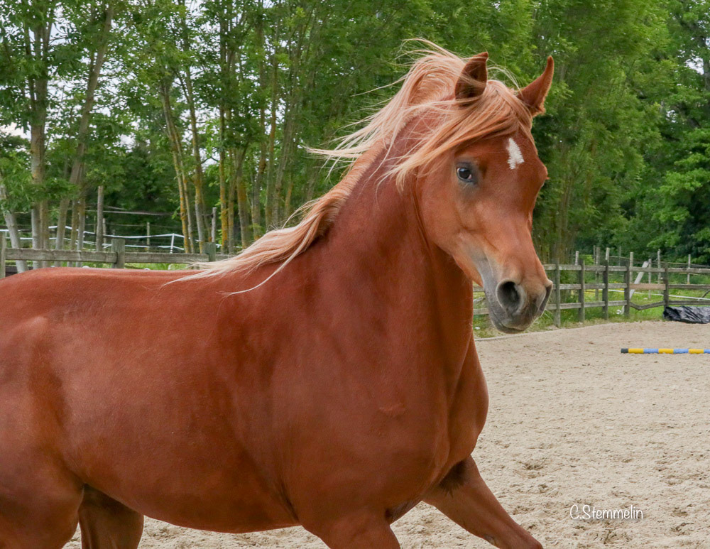 Sire: Kanz Al Nasser / Dam: Shah Malaka. Born 06/2015