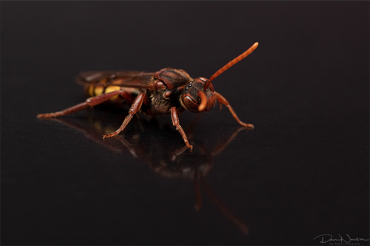 Nomad Bee