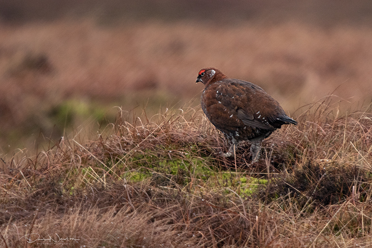 Red Grouse
