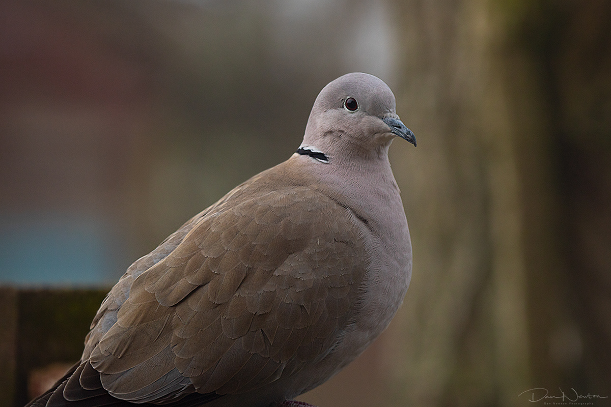 Collared Dove