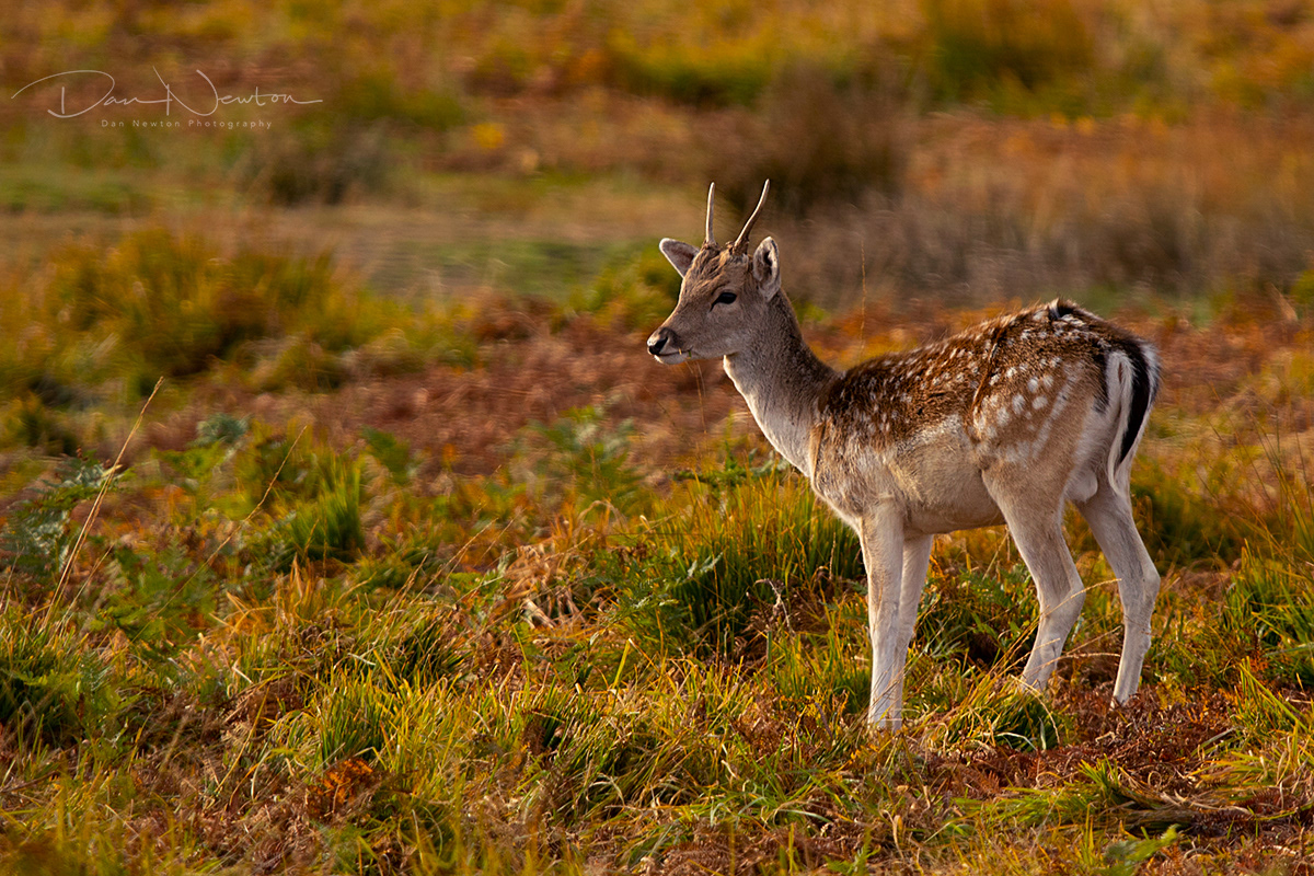 Fallow Deer