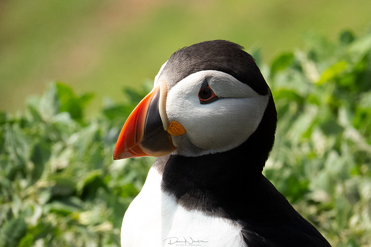 Puffin