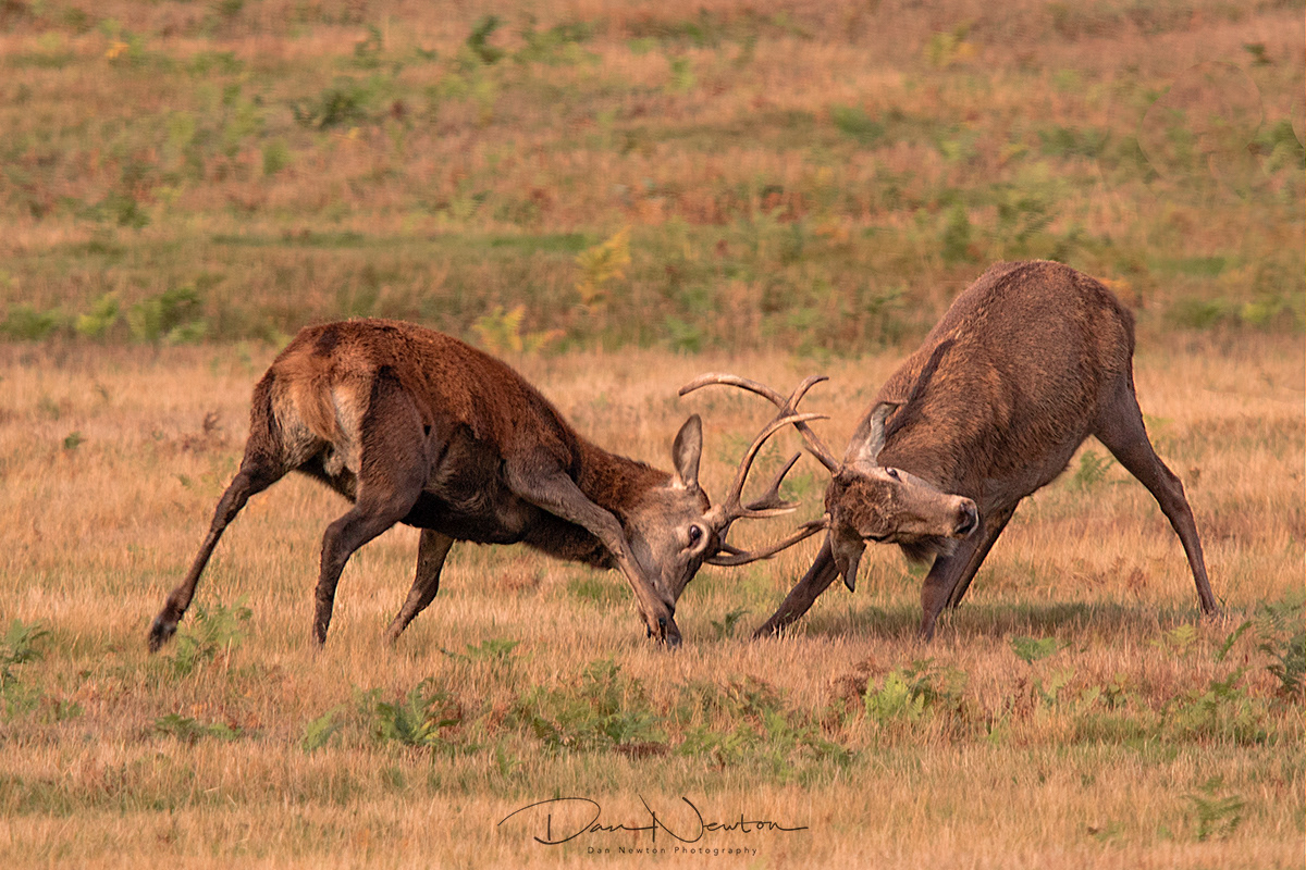 Red Deer