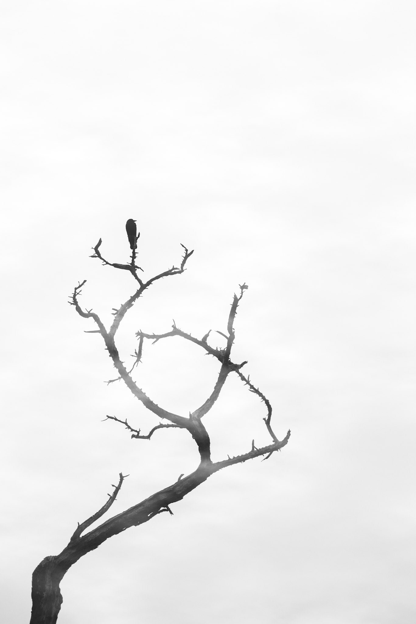 Crow Perch, 2020