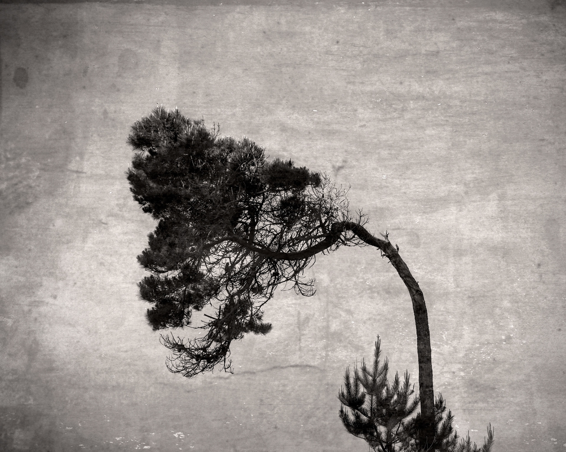 Wind Bent, 2021