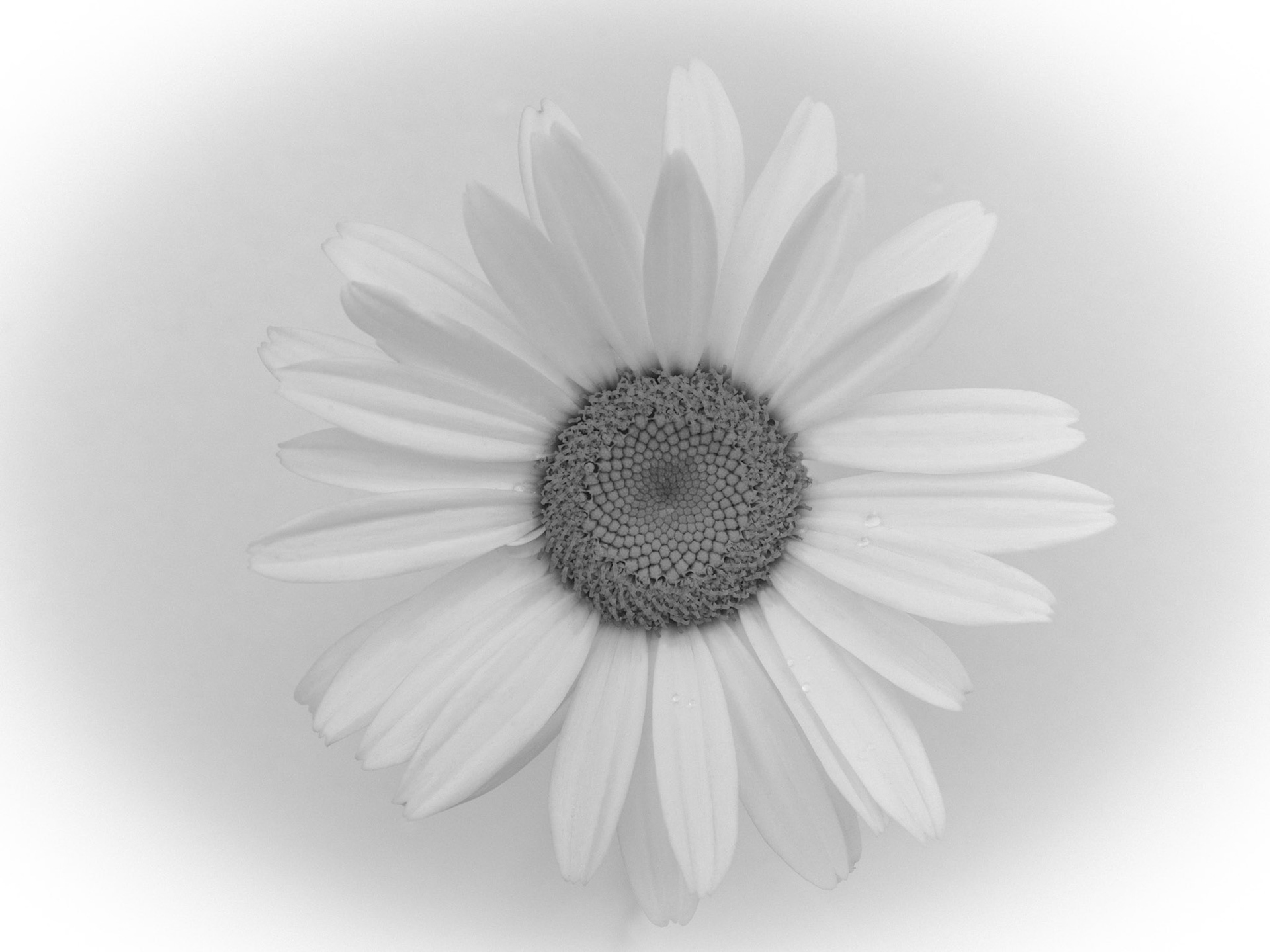 White Daisy, 2020
