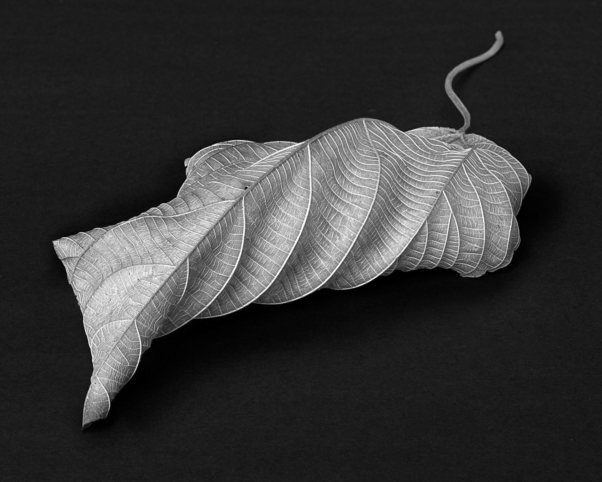 Unidentified leaf, 2021
