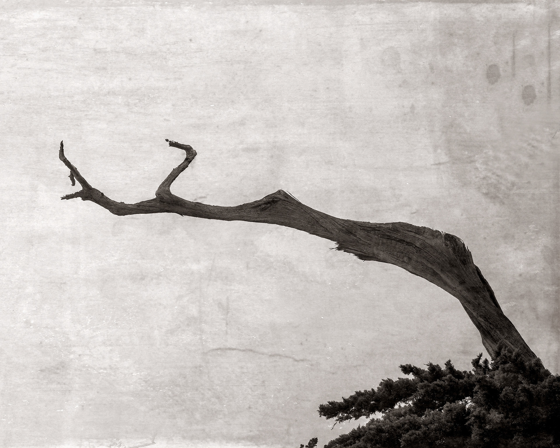 Ghost Tree, 2020
