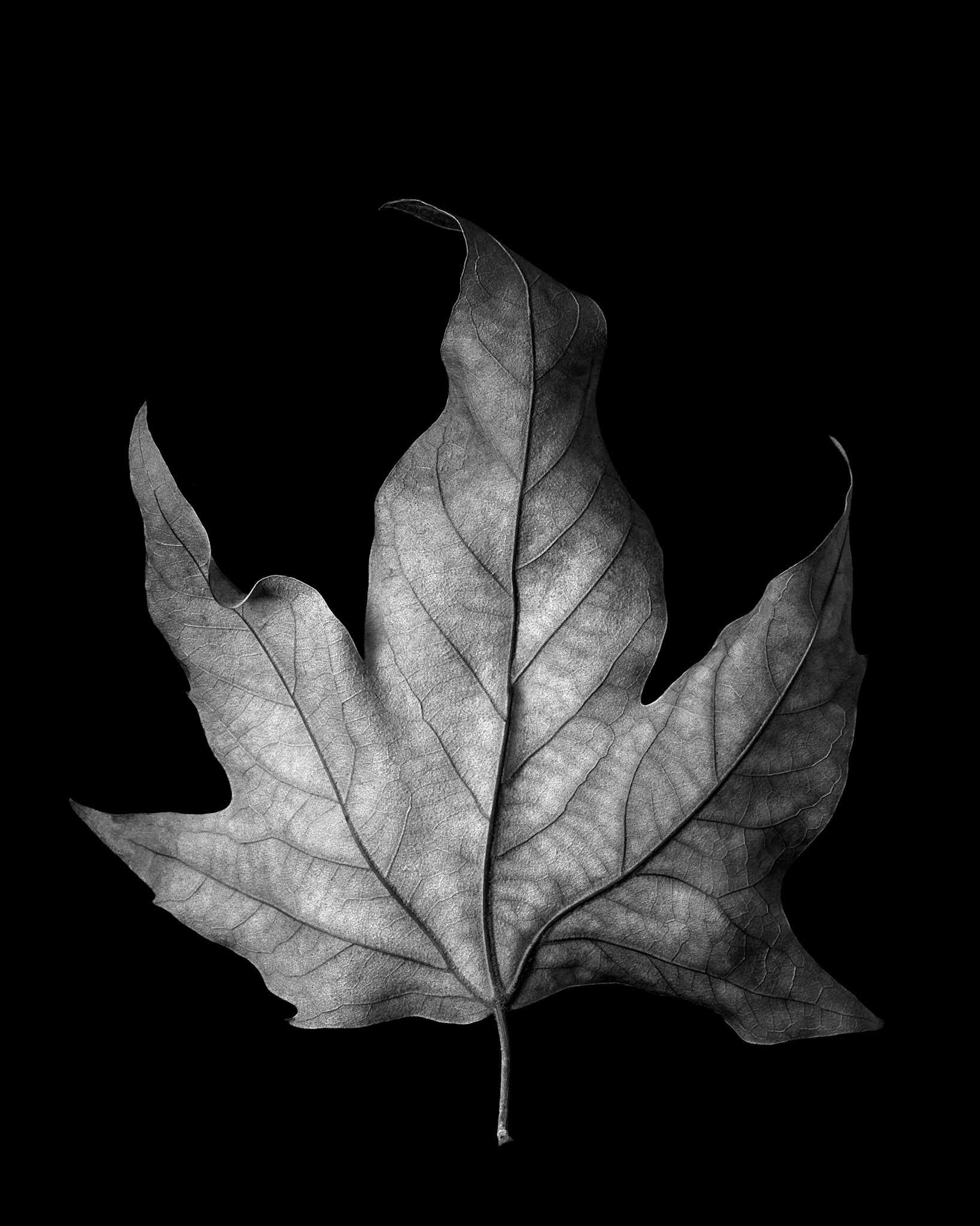Platanus leaf #1, 2021