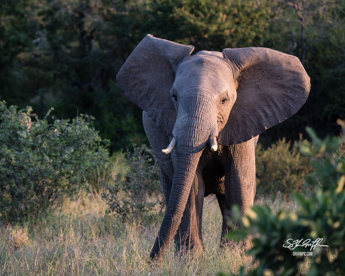 Young elephant in sunlight