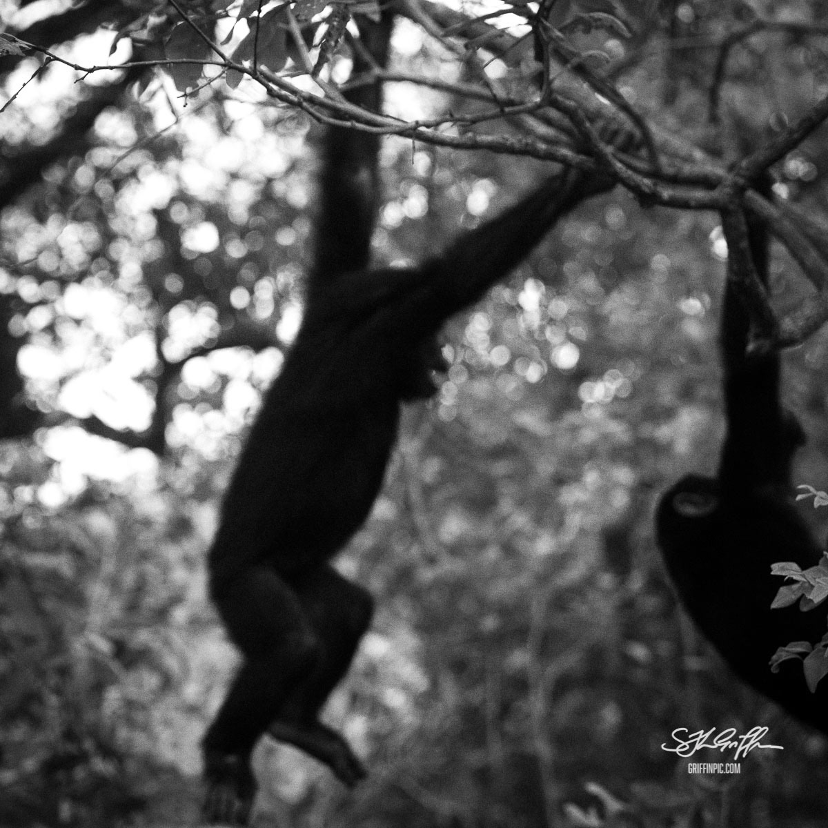 Chimpanzee in Mahale Mountains Tanzania