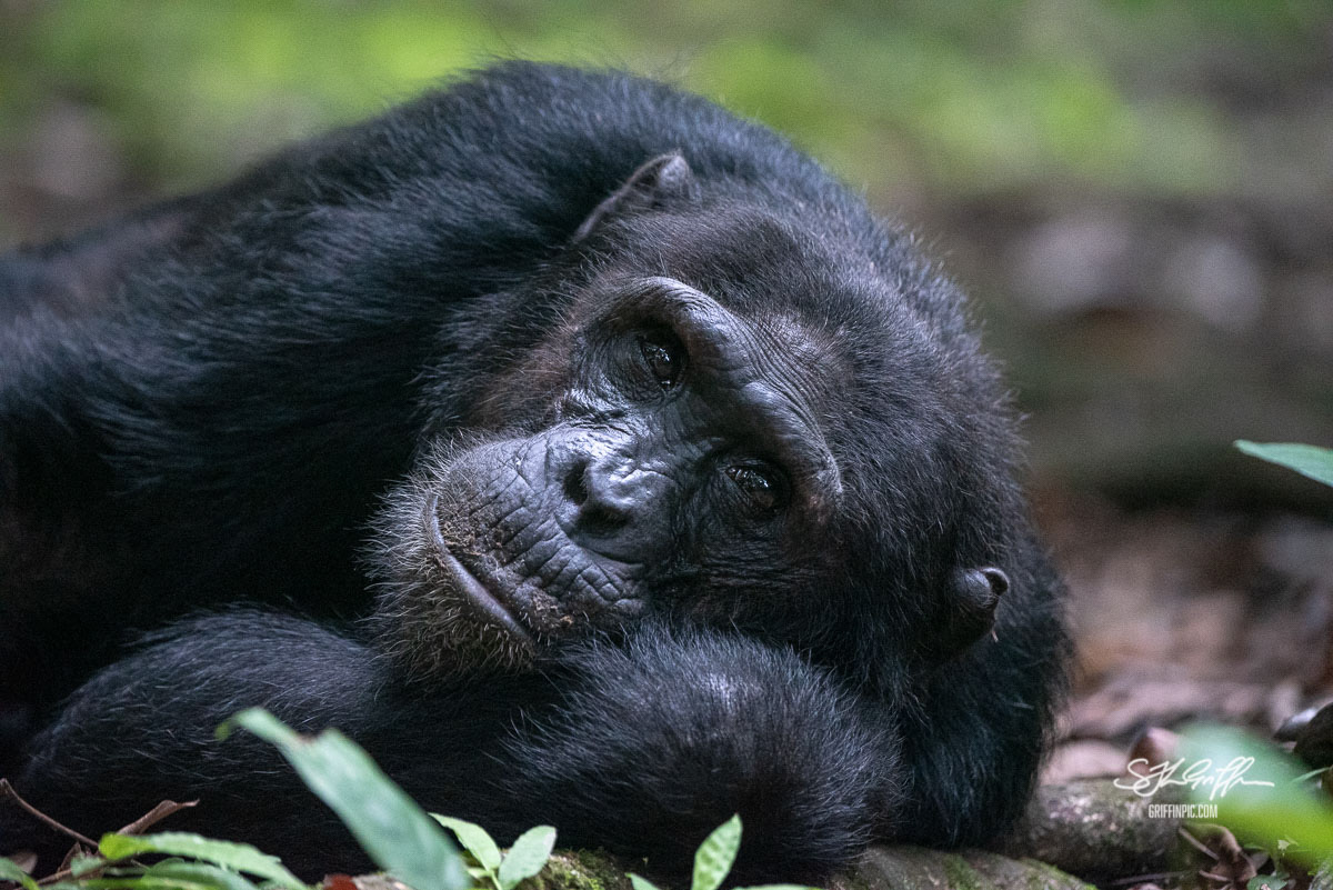 Chimpanzee in Mahale Mountains Tanzania