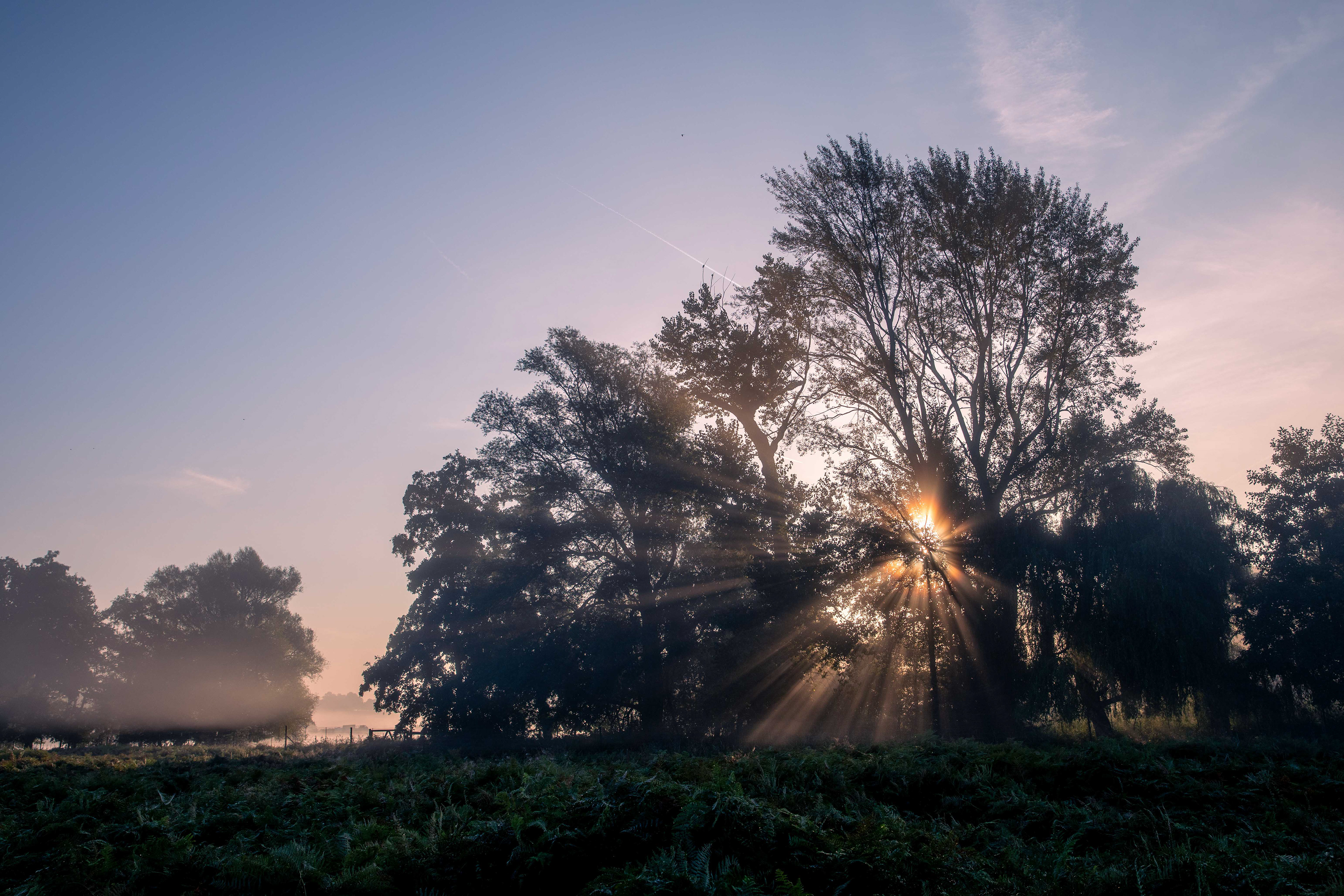 Sun Through Trees 2