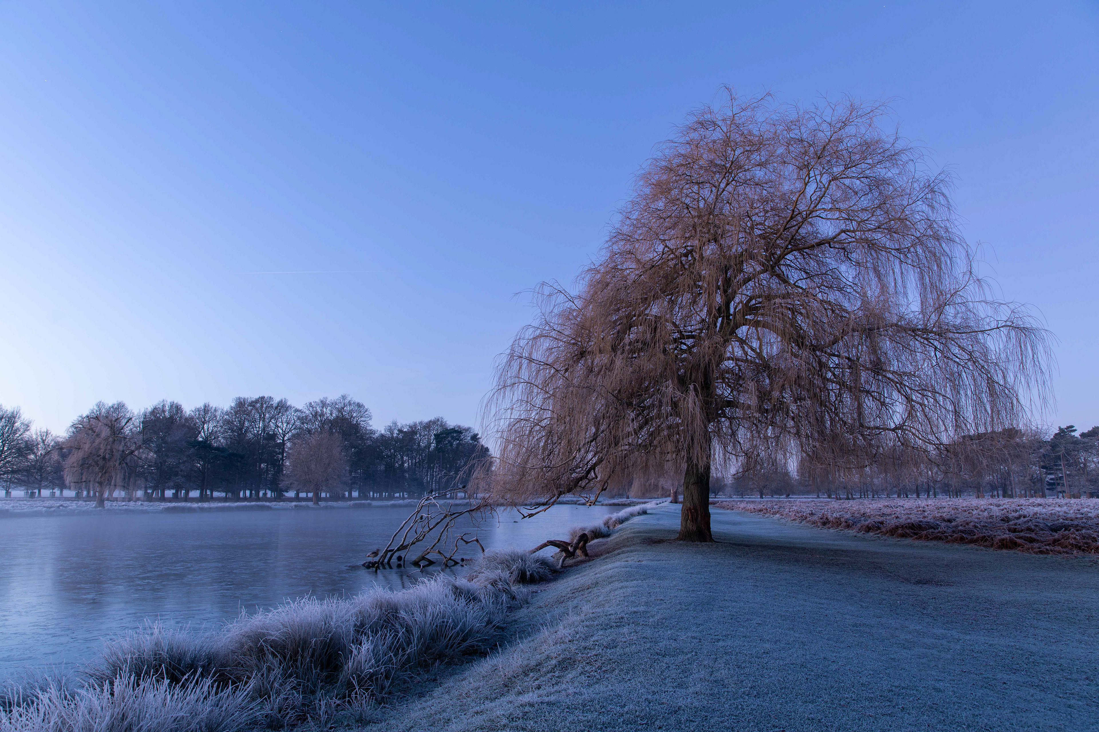 Bushy Park 4
