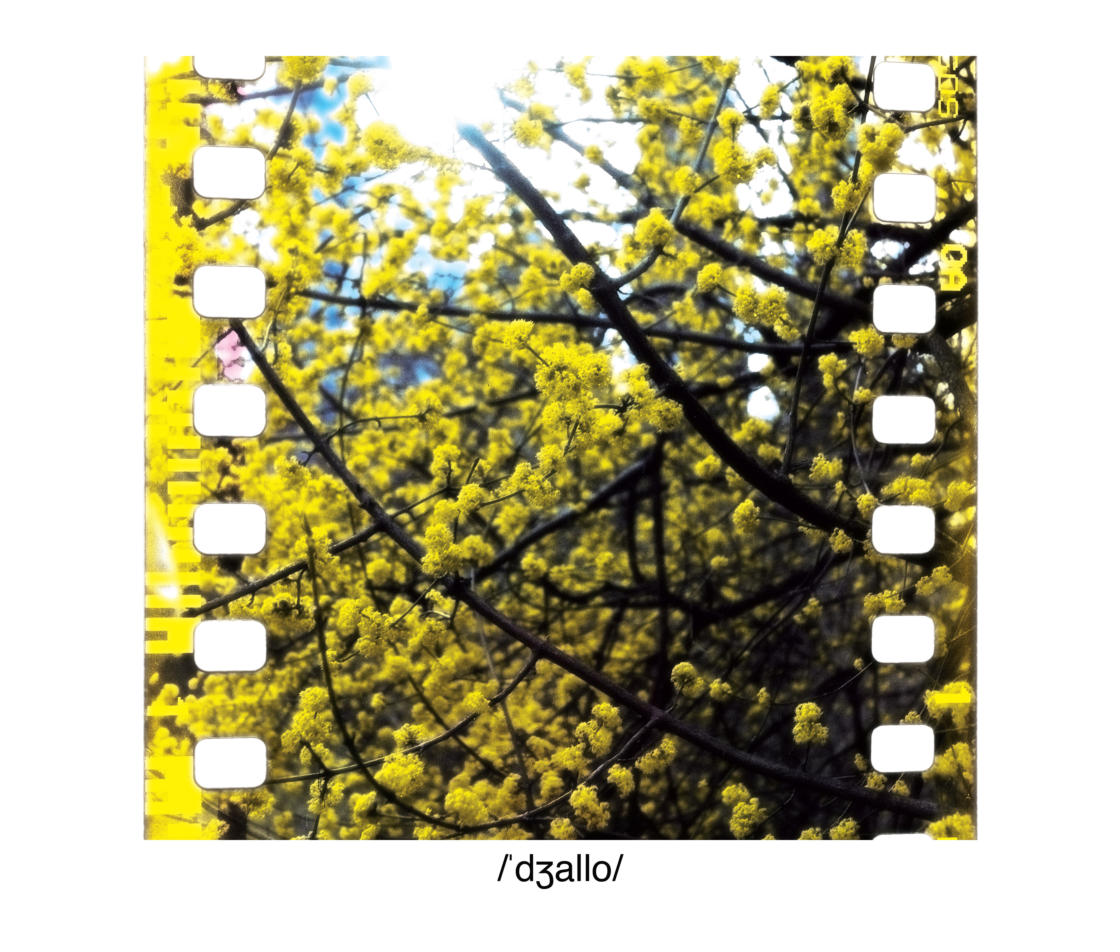 Giallo, New York, New York 2018 Archival D-Prints, printed 2020, Edition of 5