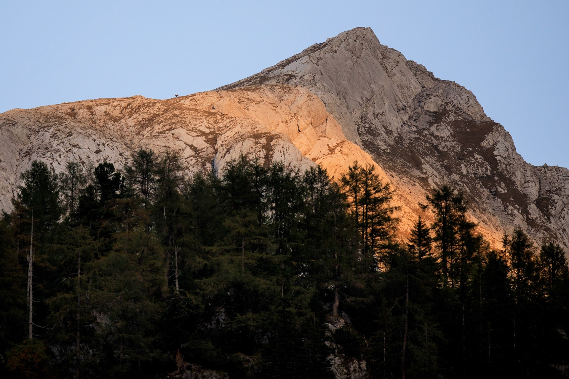 Es lohnt sich, die Nachbarberge mit dem Fernglas abzusuchen: ein Steinbock im Abendlicht auf dem großen Teufelshorn.