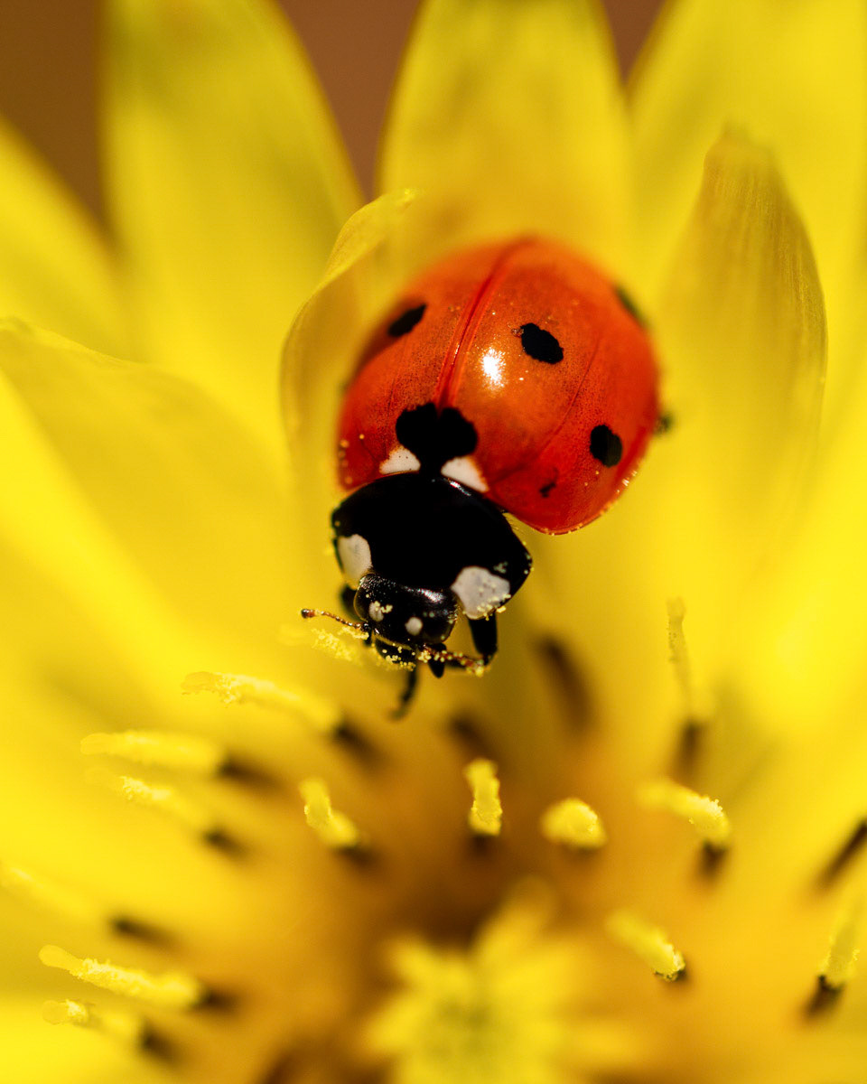 Gathering Pollen - 16x20 photograph on canvas