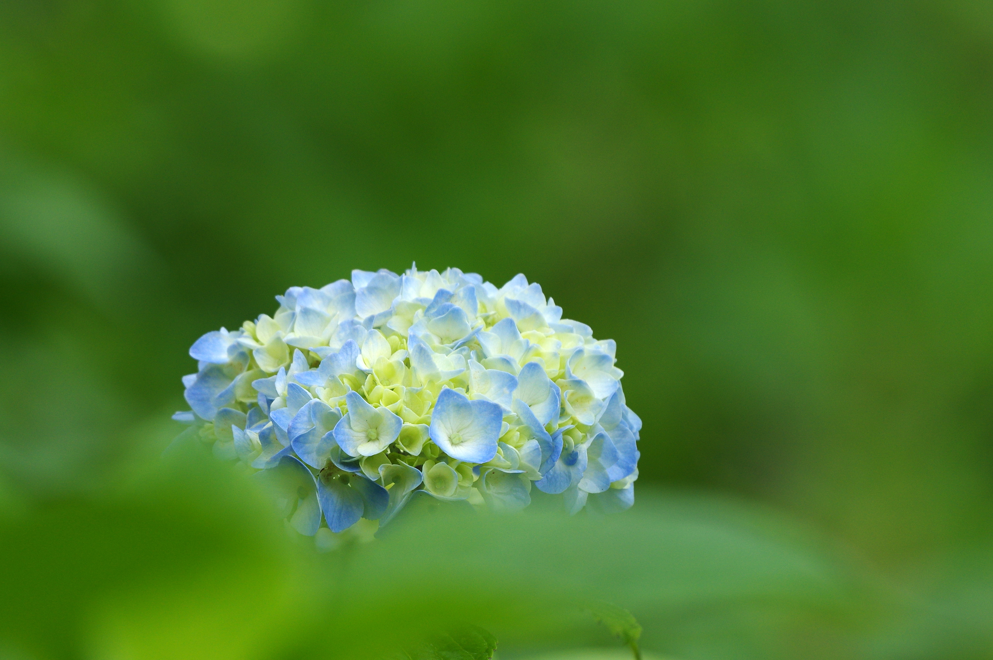 生け花 Kotoha S Ikebana 夏の花 生け花 Kotoha S Ikebana 夏の花