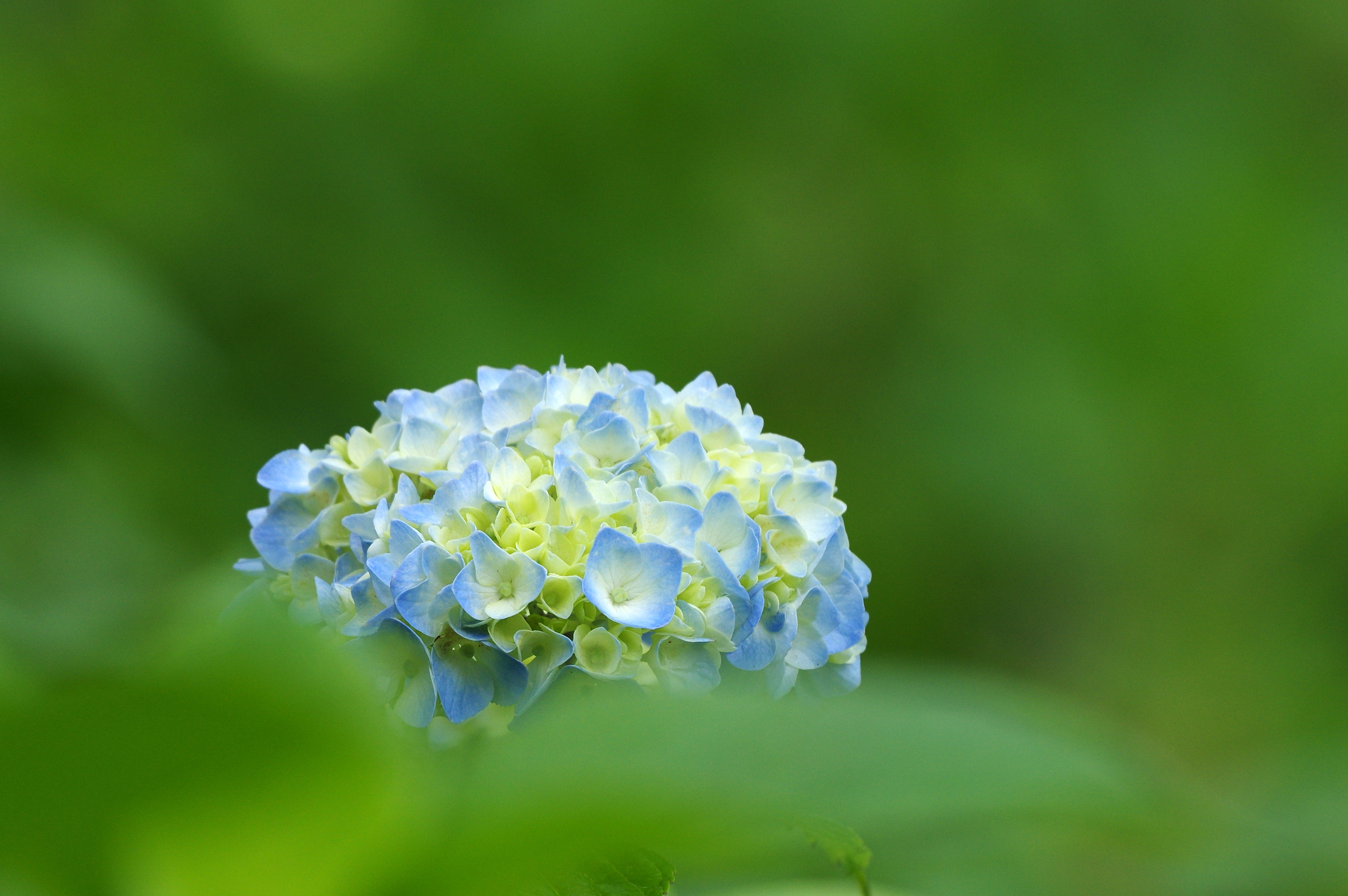 生け花 Kotoha S Ikebana 夏の花