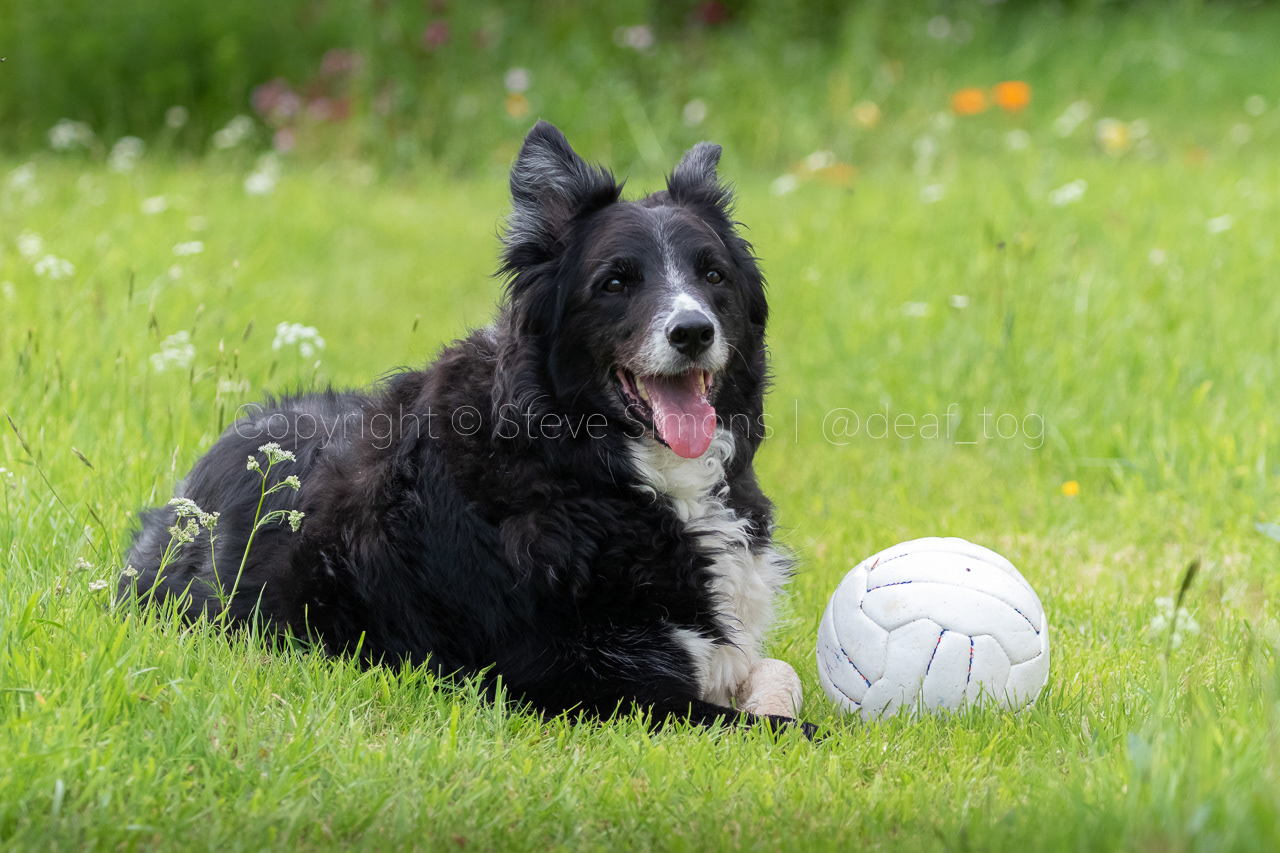 Border collie Chip with his football in the grass