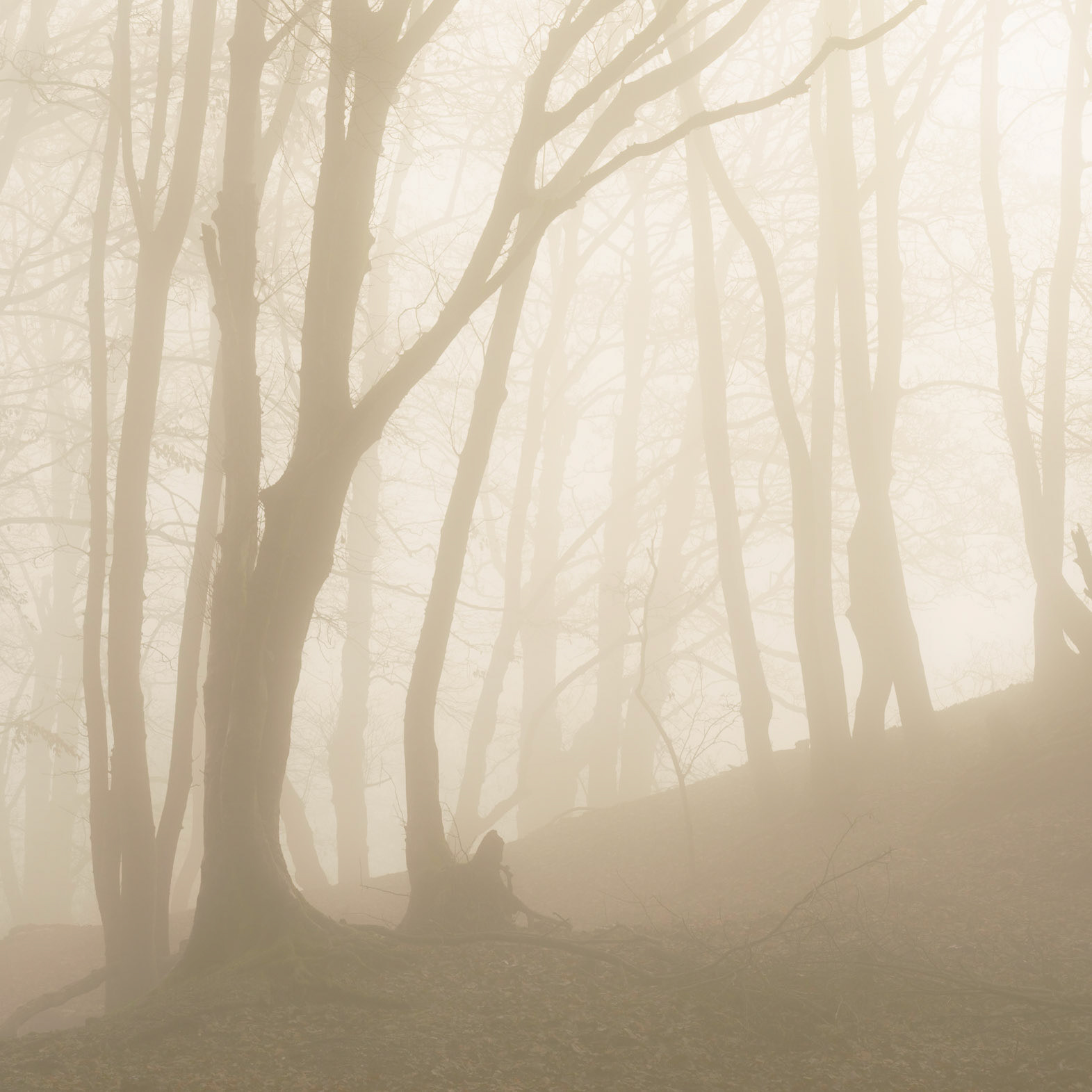 Strethill Copse