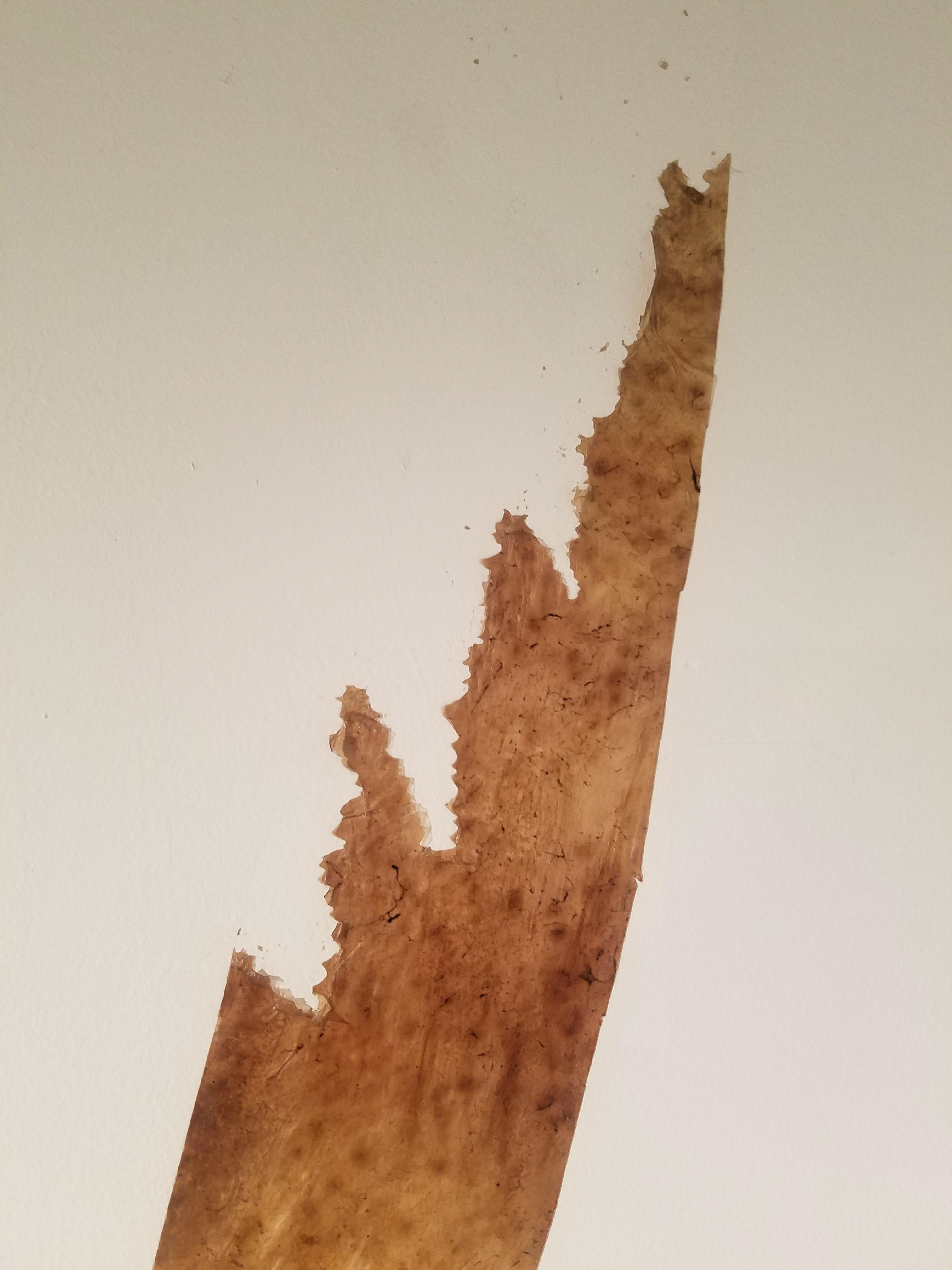 Torn SCOBY - fractals?