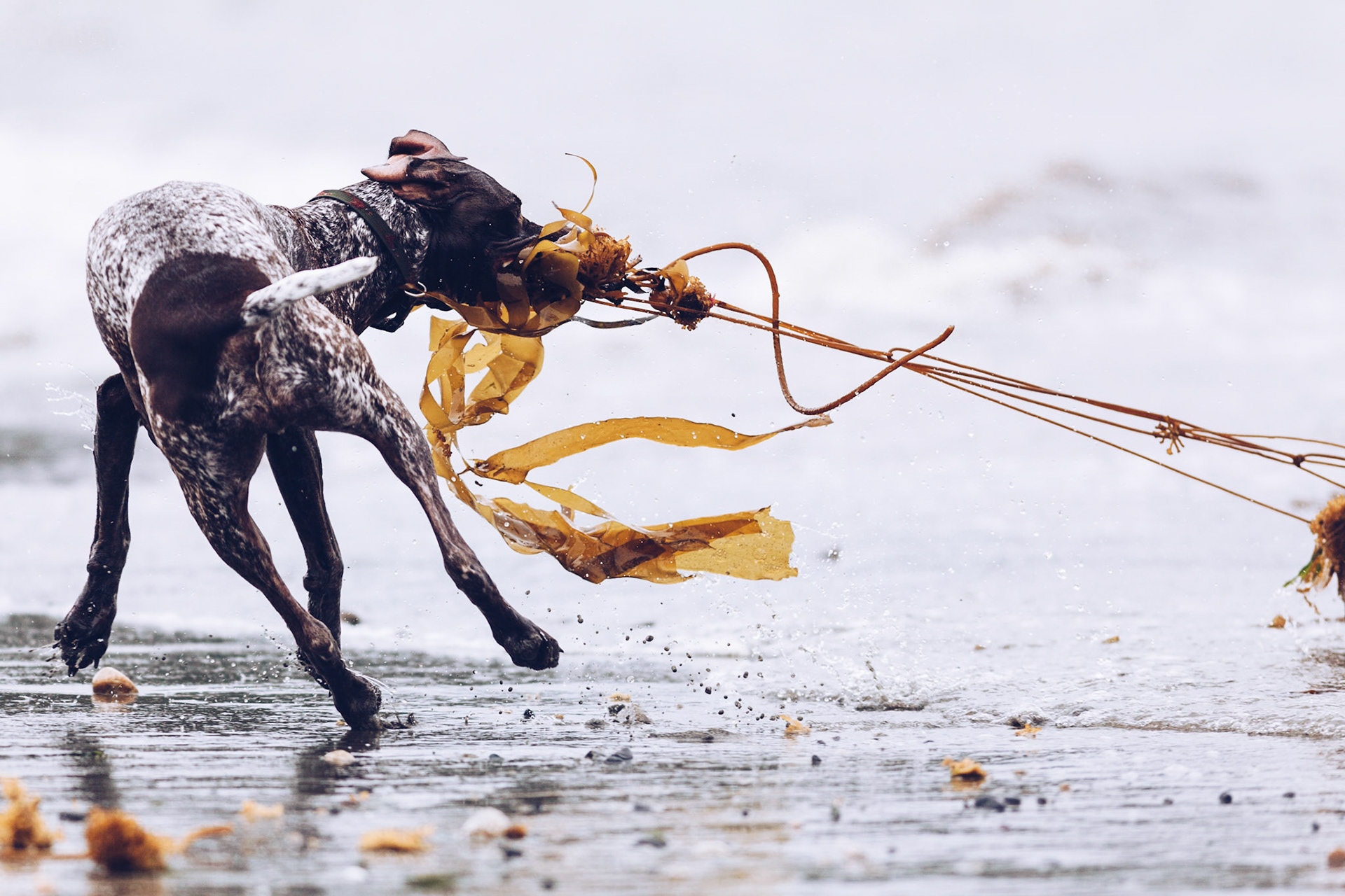 Atlas & Seaweed