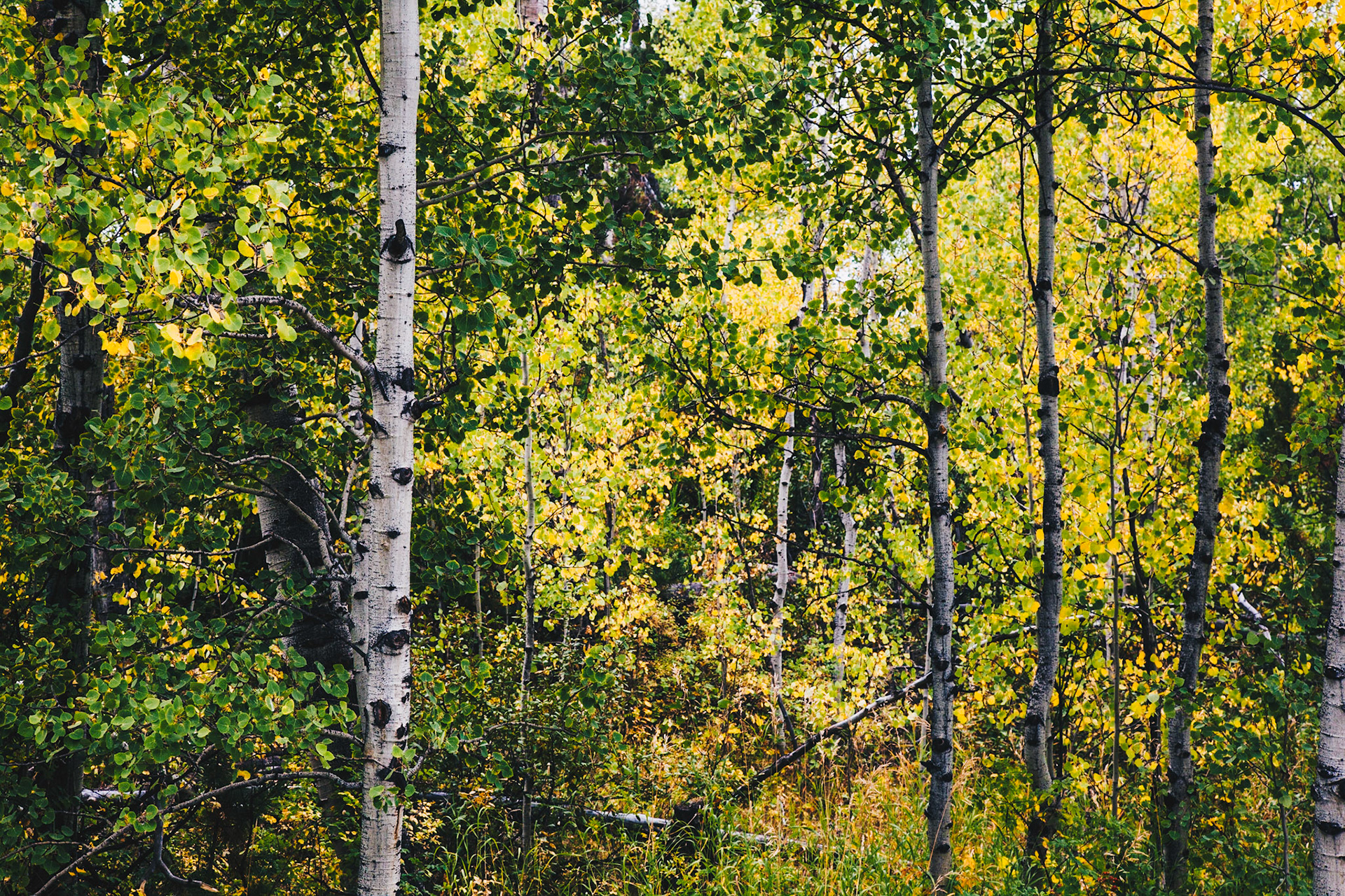 Aspen