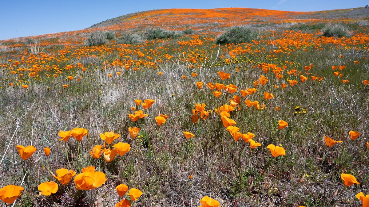 johng photography - Antelope Valley Poppies