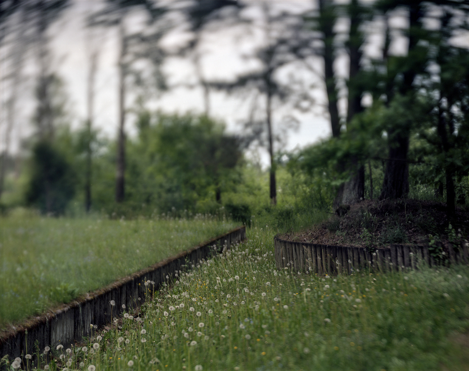 Riga, Latvia, 2017 / In the Rumbala forest, among the many forest mass graves of the Jews of Riga.